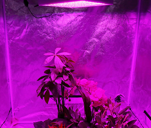 Full spectrum plant LED lamp beads